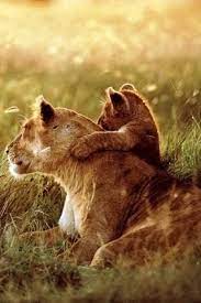 Lions Animals Lioness And Cubs Baby Animals