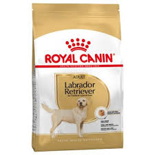 Nourrir Son Labrador Type De Nourriture Quantites Conseils Zooplus