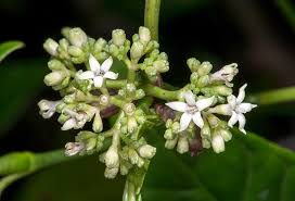 Image result for Psychotria vogeliana