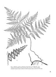 Pin By Molly Minson On Leg Tattoos Tattoos Rhizome Tattoos And Piercings