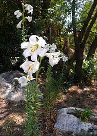 Maybe you would like to learn more about one of these? Lilium Candidum Wikipedia