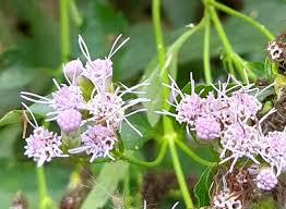 Image result for Chromolaena