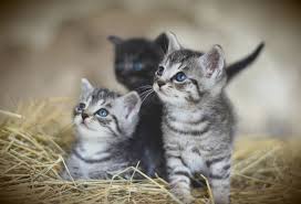 200 Idees De Noms De Chat En S Pour 2021