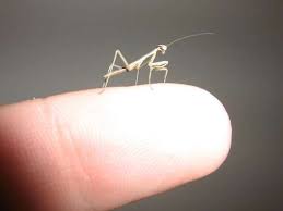 Young praying mantids molt about ten times as they grow toward adulthood. Praying Mantis Tutordoctorwny01