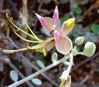 Image result for Cadaba farinosa