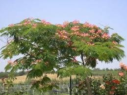 Image result for Albizia schimperiana