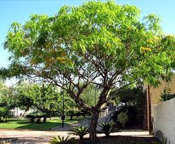 Then the tree slows its growth, increasing its size. Tipuana Tipu Tipu Tree Tipuana Rosewood