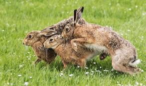 Stop Biting Animals Kangaroo Hare