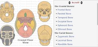 Choose from 500 different sets of flashcards about 32 anatomy getbodysmart on quizlet. 2