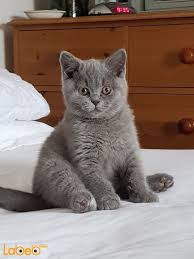 They are intelligent and ready. Male And Female British Shorthair Kittens For Sale