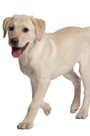 Yellow Lab Puppy Golden Retriever Labrador Labrador Retriever Labrador