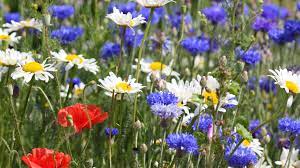 Periwinkle periwinkle, also known as myrtle, is a popular ground cover with shiny dark green leaves that bloom in april and may with purple, blue, or white flowers. Best Choices For Red White And Blue Flowers