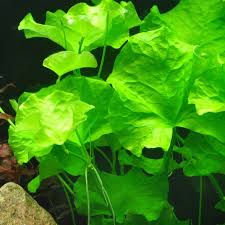 Image result for Nymphoides thunbergiana