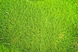 When zoysia grass greens up, these patches are less. No Fuss Lawns With Zoysia Grass Gardening Know How