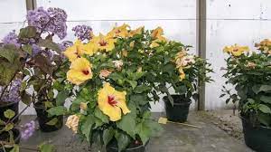 If you purchase your plant from a nursery, it's likely to be in a 4l or 8l nursery pot made of black plastic. Hibiscus Plant Care 10 Best Kept Secrets