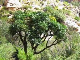 Image result for Cussonia corbisieri