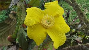 Image result for Dilleniaceae