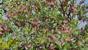 Image result for Terminalia sericea