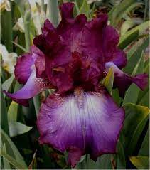 Rosette Wine Iris Flowers Beautiful Flowers Most Beautiful Flowers