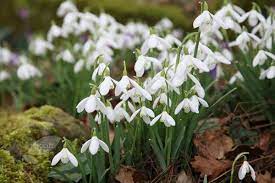 Galanthus Nivalis Common Snowdrop Bulbs Spring Flowering Bulbs Winter Plants Meadow Garden