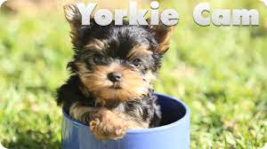 We did not find results for: Yorkie Puppy Cam Puppy Cam Yorkie Puppy Yorkie