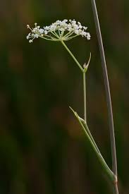 Image result for Secamone filiformis