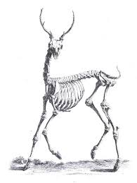Deer Skeleton Deer Skeleton Skeleton Drawings Animal Skeletons