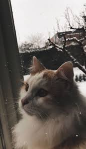 Perawatan anak kucing persia 3. Pin Oleh Qanitazhra Di Random Anak Kucing Gemas Wallpaper Kucing Kucing Cantik
