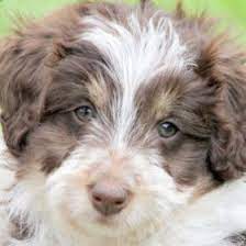 Bordoodle This Dog Is Also Known As Borderdoodle Borderpoo And Border Poodle The Bordoodle Is A Cross Betw Bordoodle Poodle Puppy Border Collie Cross Poodle