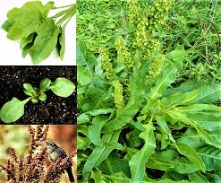 Image result for Rumex
