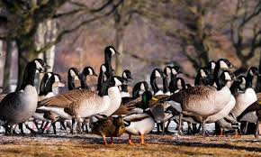 Bestes Gansefutter Und Entenfutter Kein Mastfutter Kugler Muhle Siebeldingen