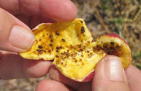 Image result for Capparis cartilaginea