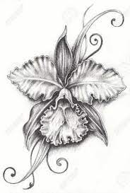 Cataleya Romance Lesbico Completo Pencil Drawings Orchid Drawing Drawings
