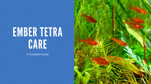 Care Guide For Ember Tetras — Orange Jewels Of The Nano Aquarium – Aquarium  Co-Op