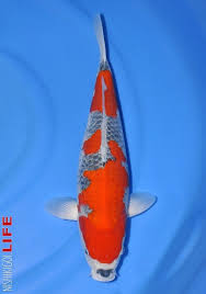 Koi fish are colorful patterned common carp that are now celebrated in annual koi shows and kept in ponds all over the world. Pin On Rare Koi