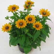 Image result for Grona hirta