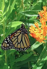 Save A Monarch Plant Milkweed Milkweed Plant Milkweed Asclepias