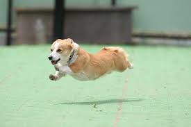 飛行犬 flying dog 犬 コーギー 飛行