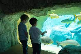 World Water Day The Houston Zoo