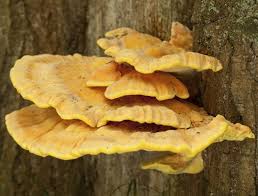 Douglas fir tree, fallen and decaying, with shelf fungi and mosses and other living things converting it into soil. Types Of Oak Tree Fungus Gardenerdy