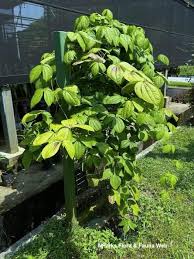 Image result for Dioscorea hirtiflora