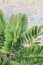 Image result for Zamia furfuracea
