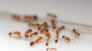 26 modul pendidikan jarak jauh, pendidikan tinggi kesehatan prodi keperawatan pendahuluan uraian materi rangkuman tes formatif 4. Dimana Ada Gula Disitu Ada Semut Ini Cara Ampuh Mengusirnya Dijamin Gerombolan Semut Kapok Sriwijaya Post