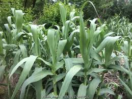 Image result for Arundo donax