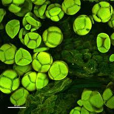 Image result for Microcoelia physophora