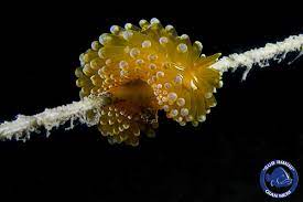 Janolus O Nudibranco Lampadina Fa Il Funambolo Foto Fatta Ai Manufatti Di Miramare Foto Lampadina