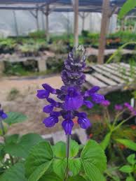 Image result for Salvia farinacea