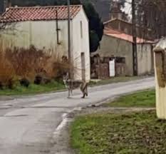 Jeune loup aux dents longues. Loire Atlantique Un Chien Loup Errant Inquiete Les Habitants D Un Quartier Le Courrier Du Pays De Retz