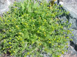 Image result for Dicoma arenaria