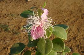 Image result for Capparis cartilaginea